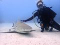 Lemon sharks at Tiger beach, they love to be petted...