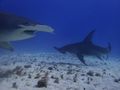 Up to four greater hammerheads at the same time, but not easy to get them together...