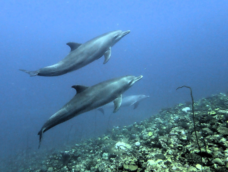 Diving with dolphins is always magical...