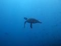Saw a single turtle on most dives...