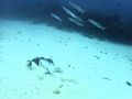 Sting ray with barracudas...