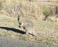 Wallabies, they are everywhere on the island... 