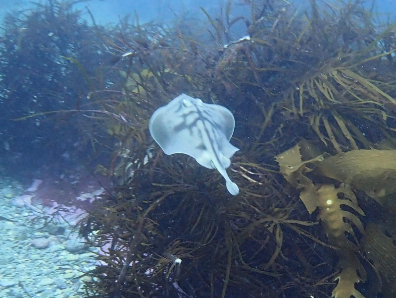 Another little ray cruising above the kelp...