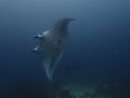 Always fun when you have tons of mantas...and decent visibility...