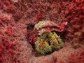 Hermit crab in a sponge...