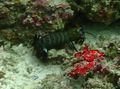 mantis shrimp...they like to hide...