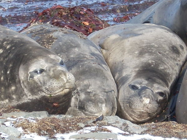 my friends...elephant seals....