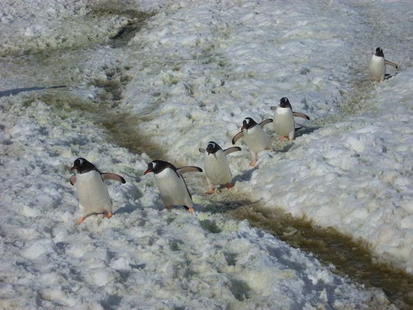 Gentoo penguins...so cute...