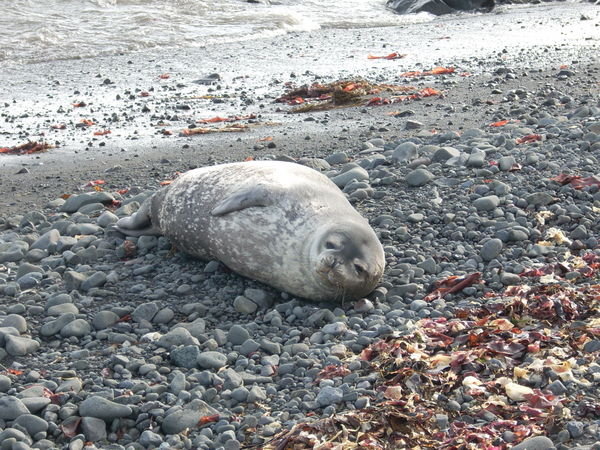 so cute, Weddell seal...