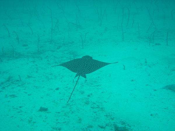 eagle ray and thousand of garden eels...