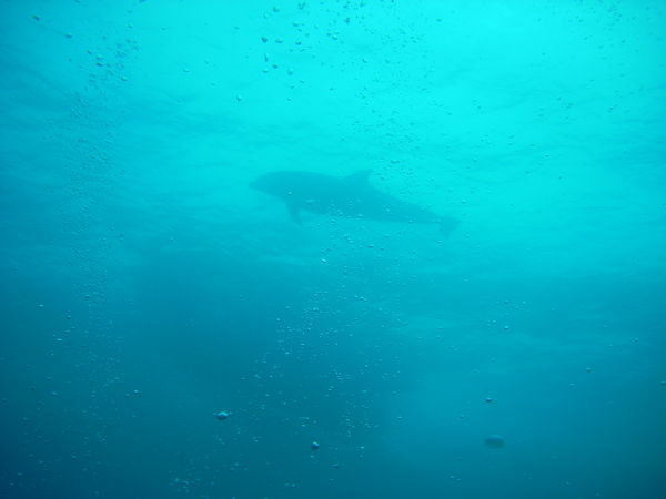 amazing..and a first for me while diving...