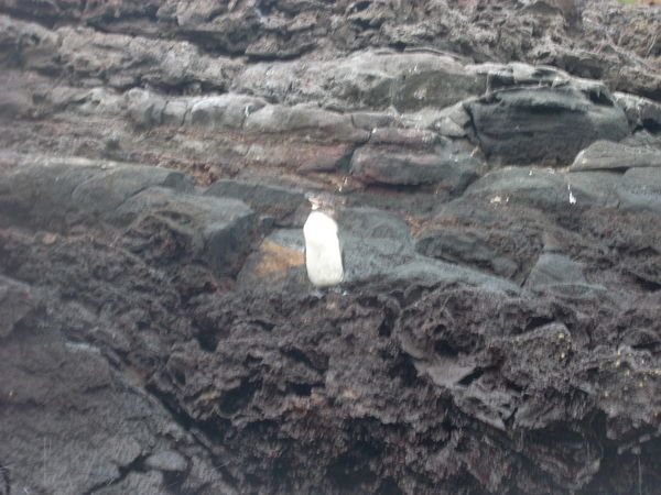 lonely...and small...Galapagos penguin