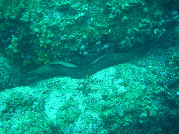 Moray Eels are hunting...be careful were you put your hands...