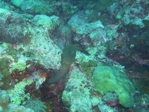 moray eel