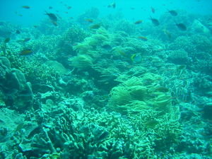 everywhere...coral and fishes...great colors!