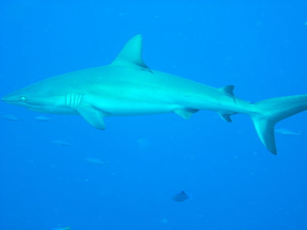 grey reef sharks...after 100, you stop counting...