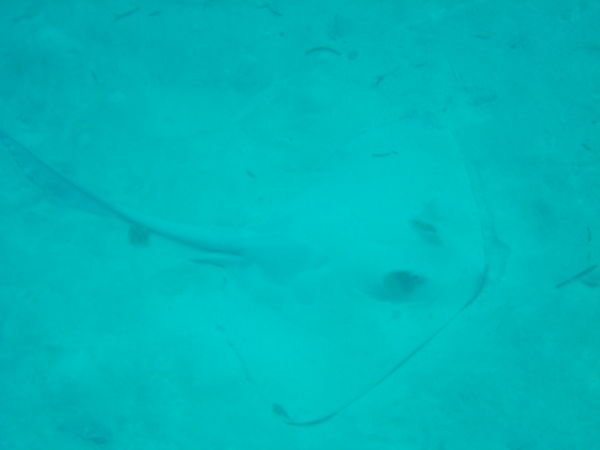 feather tail sting ray