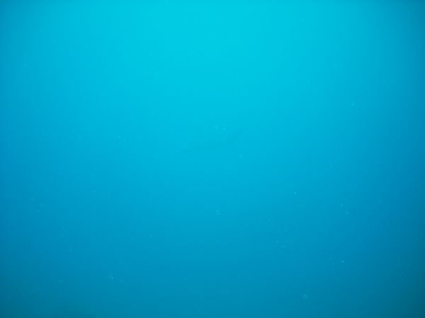 I know, not clear as he was cruising by too fast...and my camera is tiny...but this is a hammerhead shark...