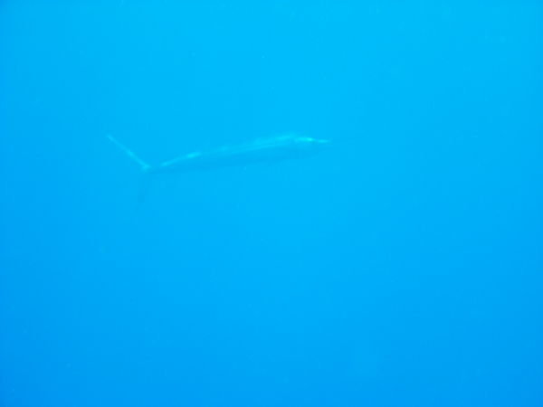 swordfish...amazingly rare to spot this guy!