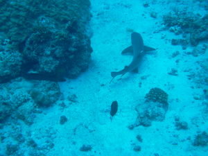 the moray and the white tip shark...