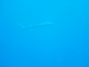swordfish...amazingly rare to spot this guy!
