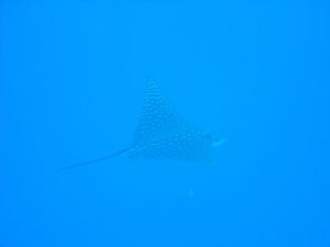 Eagle Spotted Ray at Peleliu Wall...amazing dive!