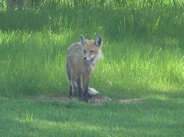 wildlife at Aspen Golf Club