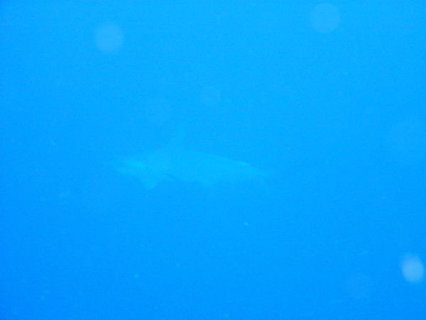 Hammerhead Shark....not very clear...I know....