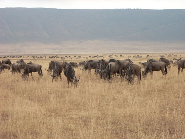 thousands of Wildebeests