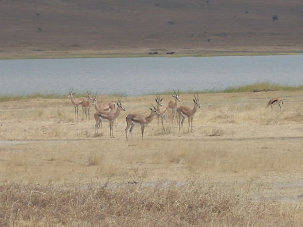 antilopes...