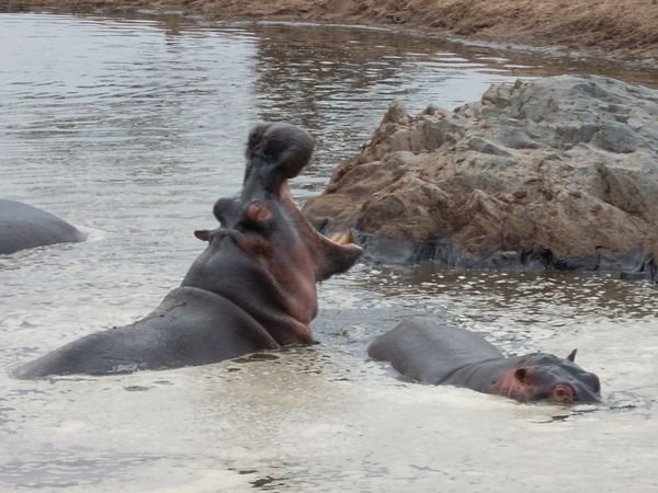 Serengeti pool...