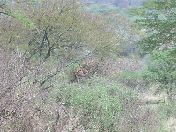 the leopard...90 meters from us...hopefully once processed, my flim with big zoom will give a better pic...