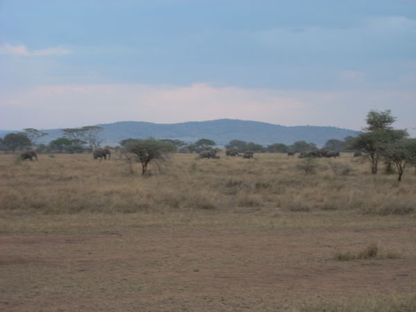 another end of the day in paradise....with tens of Elephant in the plain...