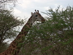another girafe....