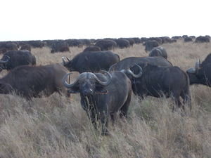 buffalos, more than 300!!!