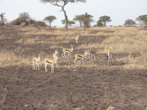 gazelles...