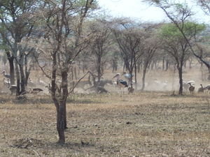 Hyenas...vultures...a big mess...for a nice lunch!