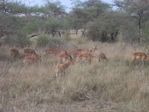 more impalas...