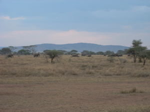 another end of the day in paradise....with tens of Elephant in the plain...