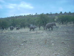 elephants at dawn 200 meters from the lodge...