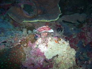 nudibranch....