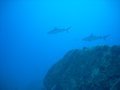 the first few grey reef sharks...