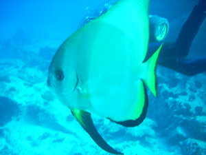our lovely friend the bat fish....