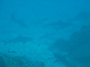 last one with the 20 grey reef sharks...