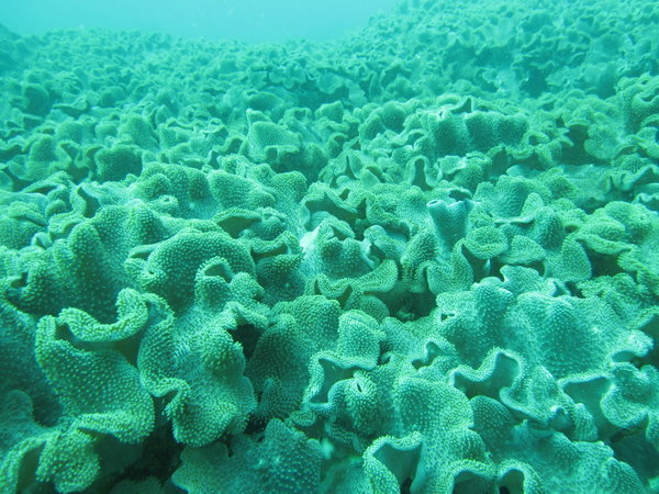 corals...and not great visibility....