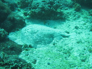 Cool electric ray sleeping....don't touch!