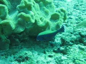box fish...love the colors...