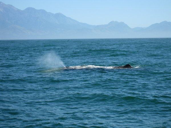 first sperm whale