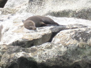 fur seals on the way back...