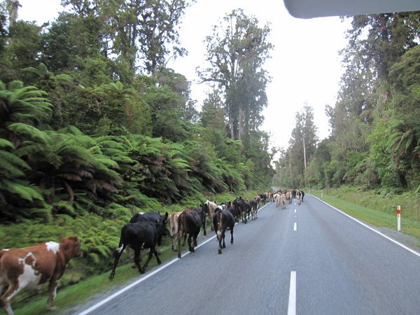 early morning traffic jam NZ style